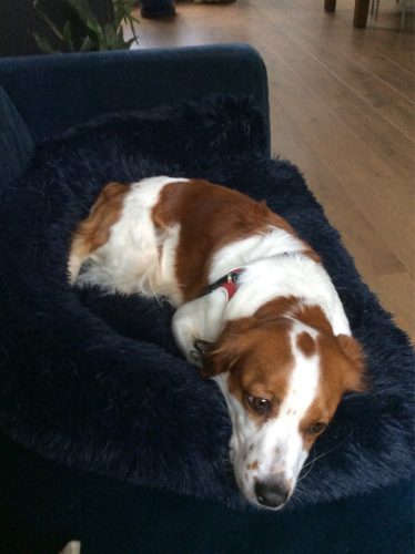 Click to view full screen Pupniture™ Protector Calming Pet Bed photo review