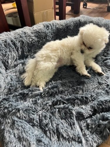Pupniture&trade; Protector Calming Pet Bed photo review