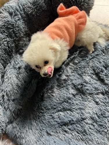 Pupniture&trade; Protector Calming Pet Bed photo review