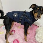 PetGishi™ Dog jacket With Built-in Harness photo review