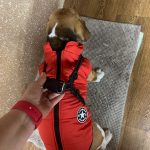PetGishi™ Dog jacket With Built-in Harness photo review