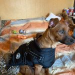 PetGishi™ Dog jacket With Built-in Harness photo review