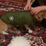 PetGishi™ Dog jacket With Built-in Harness photo review