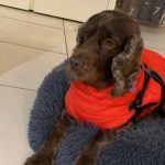 PetGishi™ Calming Dog jacket With Built-in Harness photo review