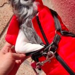 PetGishi™ Dog jacket With Built-in Harness photo review