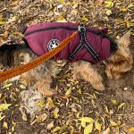 PetGishi™ Dog jacket With Built-in Harness photo review