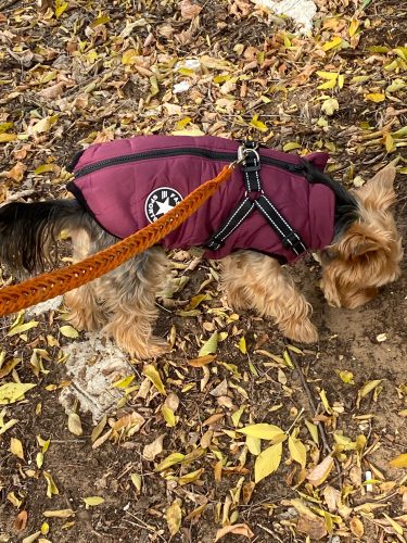 Click to view full screen PetGishi™ Dog jacket With Built-in Harness photo review