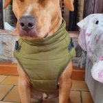 PetGishi™ Dog jacket With Built-in Harness photo review