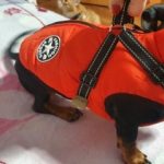 PetGishi™ Dog jacket With Built-in Harness photo review