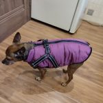 PetGishi™ Dog jacket With Built-in Harness photo review