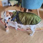 PetGishi™ Dog jacket With Built-in Harness photo review