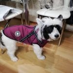 PetGishi™ Calming Dog jacket With Built-in Harness photo review