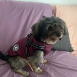 PetGishi™ Dog jacket With Built-in Harness photo review