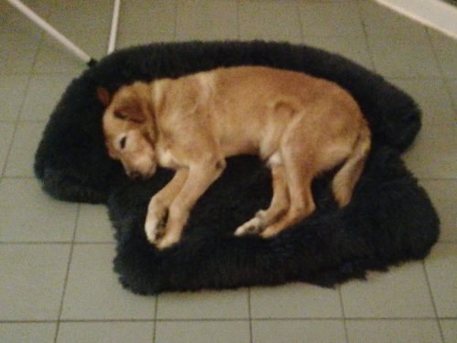 Pupniture&trade; Protector Calming Pet Bed photo review