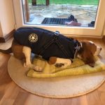 PetGishi™ Dog jacket With Built-in Harness photo review