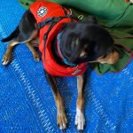 PetGishi™ Dog jacket With Built-in Harness photo review