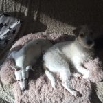 Pupniture&trade; Protector Calming Pet Bed photo review