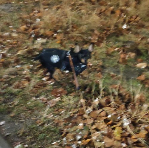 PetGishi™ Calming Dog jacket With Built-in Harness photo review