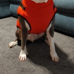 PetGishi™ Calming Dog jacket With Built-in Harness photo review