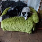 Pupniture&trade; Protector Calming Pet Bed photo review