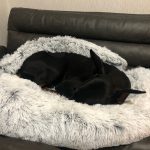 Pupniture™ Protector Calming Pet Bed photo review