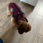 PetGishi™ Dog jacket With Built-in Harness photo review