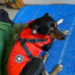 PetGishi™ Dog jacket With Built-in Harness photo review