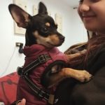 PetGishi™ Dog jacket With Built-in Harness photo review