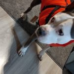 PetGishi™ Calming Dog jacket With Built-in Harness photo review