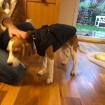 PetGishi™ Dog jacket With Built-in Harness photo review