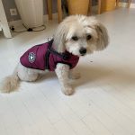 PetGishi™ Dog jacket With Built-in Harness photo review