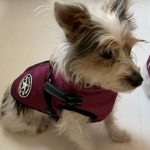 PetGishi™ Dog jacket With Built-in Harness photo review