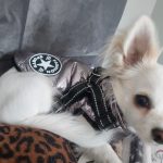 PetGishi™ Dog jacket With Built-in Harness photo review