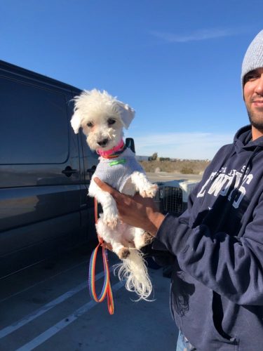 PetGishi™ Dog jacket With Built-in Harness photo review