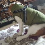 PetGishi™ Dog jacket With Built-in Harness photo review