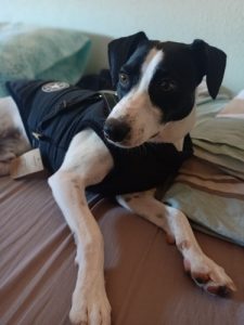PetGishi™ Dog jacket With Built-in Harness photo review