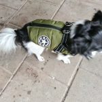 PetGishi™ Dog jacket With Built-in Harness photo review