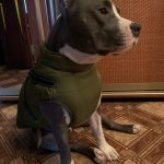 PetGishi™ Dog jacket With Built-in Harness photo review