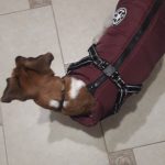 PetGishi™ Dog jacket With Built-in Harness photo review