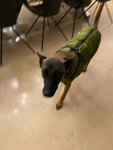 PetGishi™ Dog jacket With Built-in Harness photo review