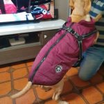 PetGishi™ Dog jacket With Built-in Harness photo review