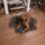 Pupniture&trade; Protector Calming Pet Bed photo review