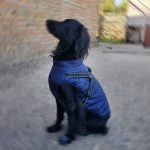 PetGishi™ Dog jacket With Built-in Harness photo review