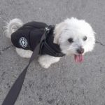 PetGishi™ Dog jacket With Built-in Harness photo review