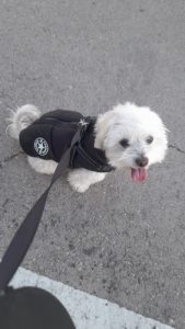 Click to view full screen PetGishi™ Dog jacket With Built-in Harness photo review