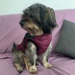 PetGishi™ Dog jacket With Built-in Harness photo review