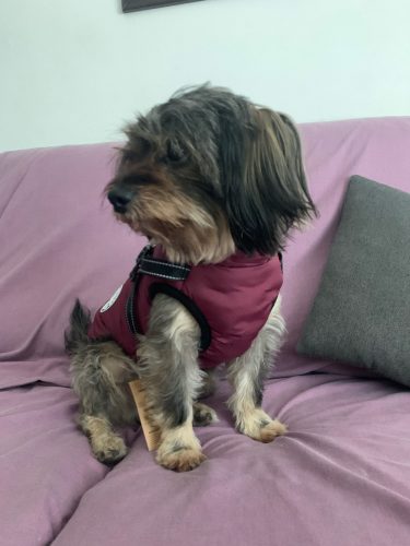 Click to view full screen PetGishi™ Dog jacket With Built-in Harness photo review