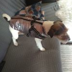 PetGishi™ Dog jacket With Built-in Harness photo review