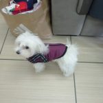 PetGishi™ Dog jacket With Built-in Harness photo review