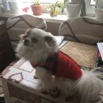 PetGishi™ Dog jacket With Built-in Harness photo review
